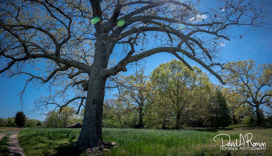 Spring on the farm